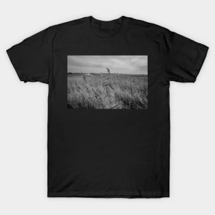 Norfolk reed bed T-Shirt